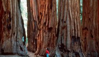 Redwoods