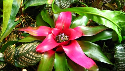 Exotic pink flower