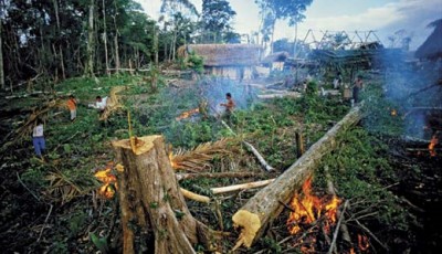 rainforest-destruction