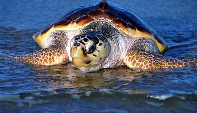 Loggerhead-Sea-Turtle