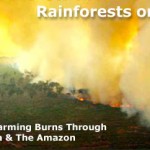 Amazon-Burning