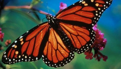 Monarch Butterfly