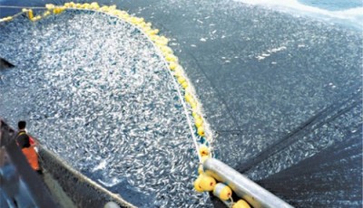overfishing2