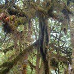 Moss of Rainforest