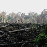 Rainforest Destruction